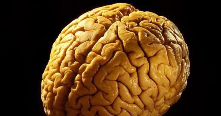 Ο εγκεφαλικός φλοιός: λειτουργίες και δομικά χαρακτηριστικά Ανάπτυξη του εγκεφαλικού φλοιού