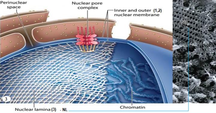 Η δομή και η λειτουργία του πυρηνικού ελάσματος Το πυρηνικό έλασμα χρησιμεύει ως σημείο προσκόλλησης